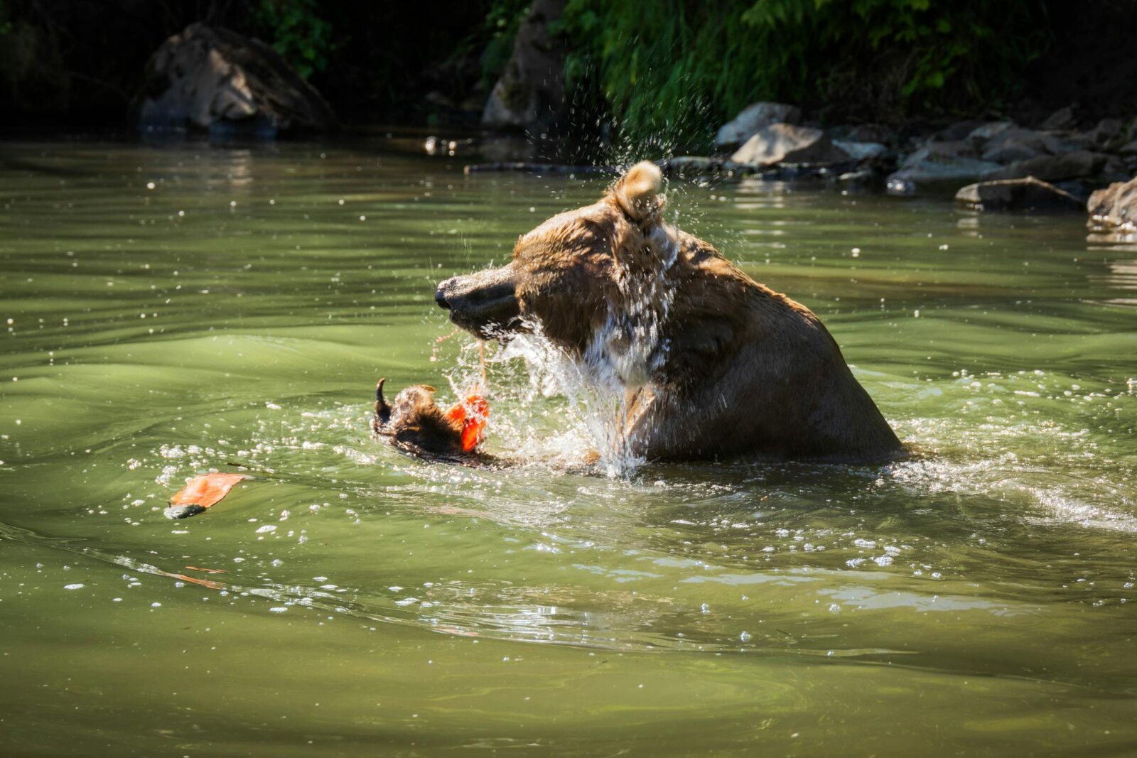 A grizzly bear catches a fish in a lively Alaskan river.