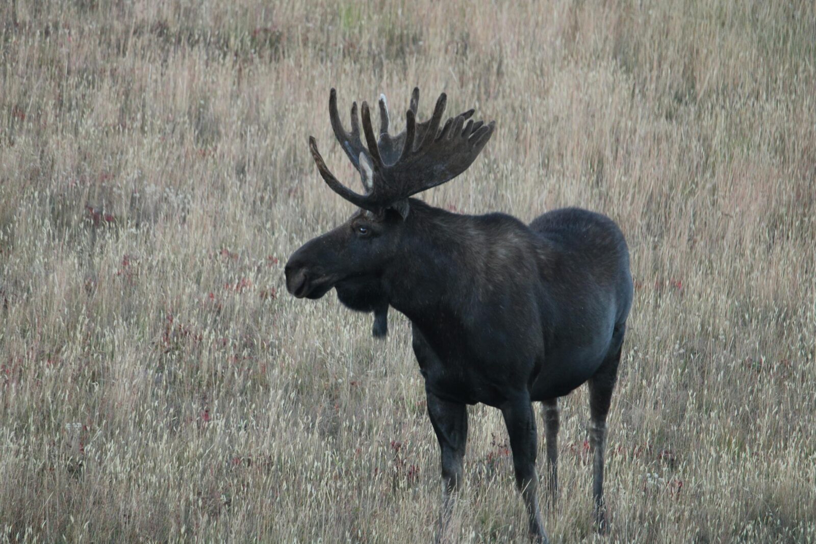 A majestic moose with large antlers stands in a grassy field in Alaska, captured during the day.