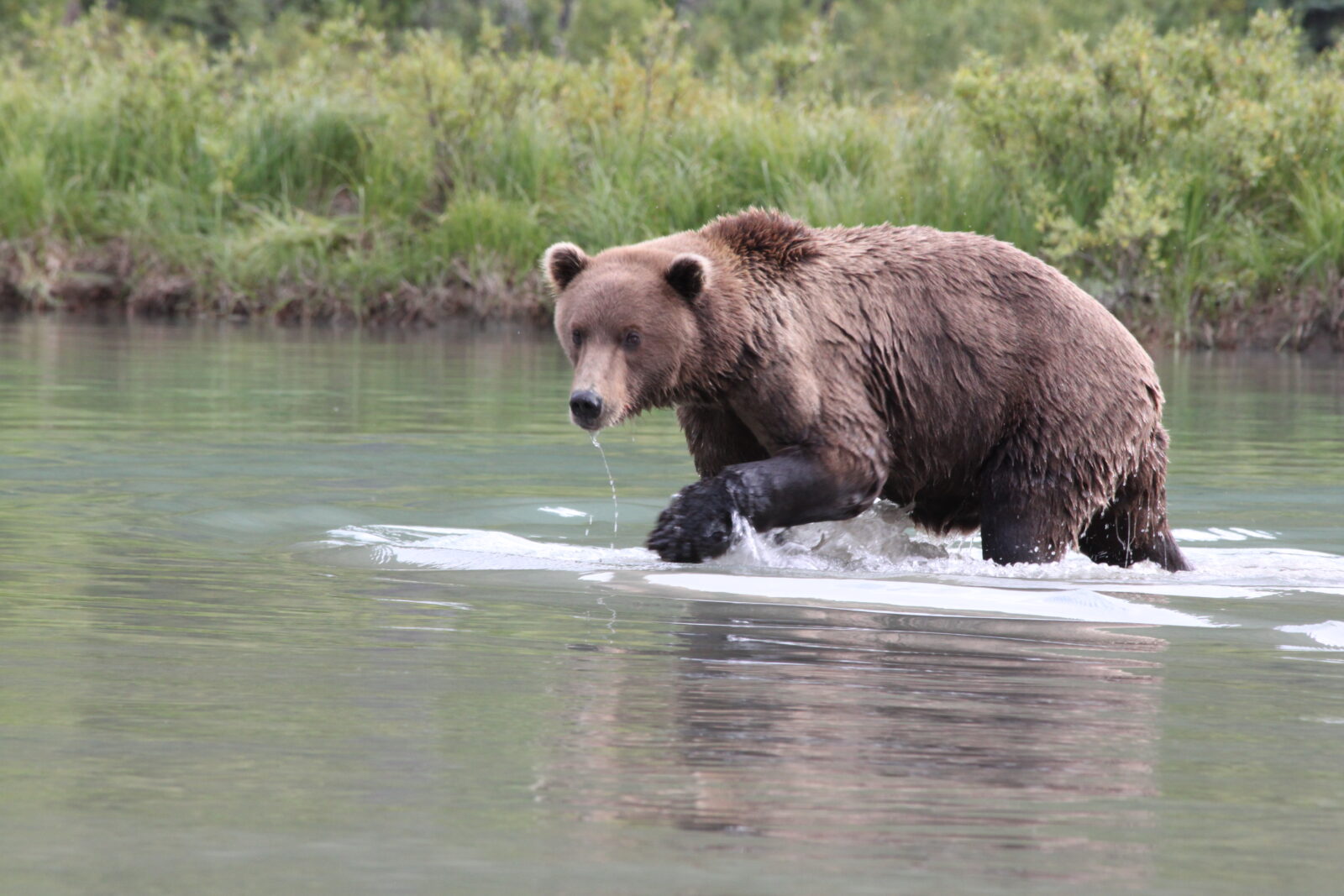 talon_air_bear_wading